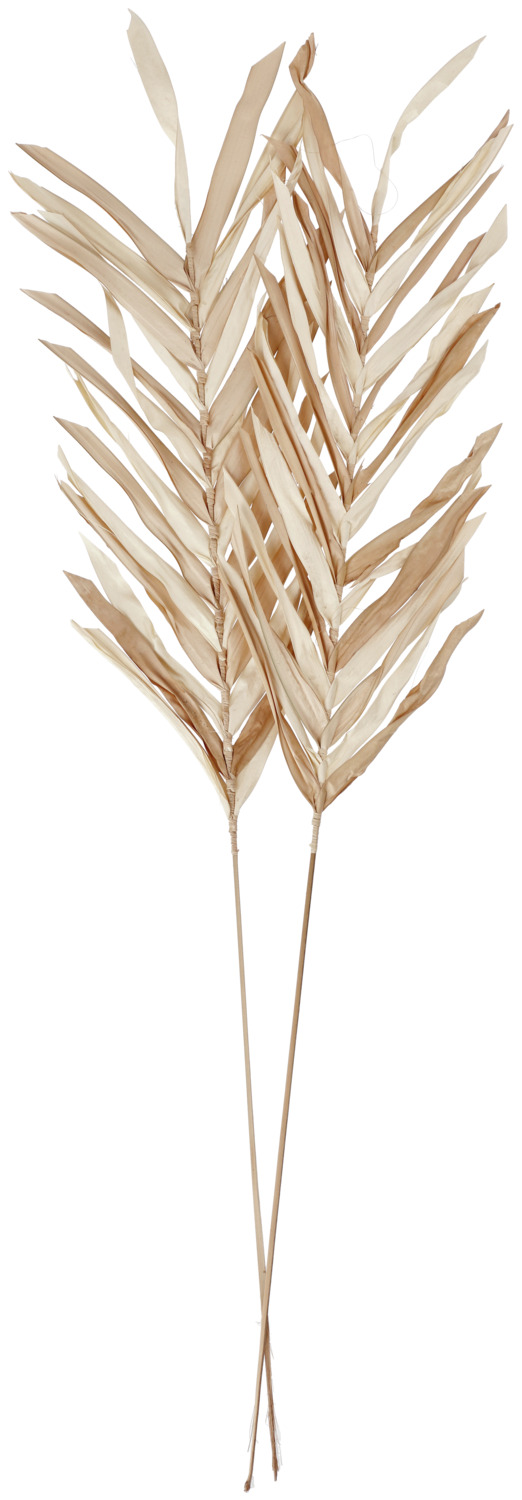 Dried flower branch Aarin
